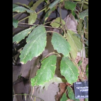 Tetrastigma Voinierianum (fam. Vitacees) (Vietnam, Laos) (1)